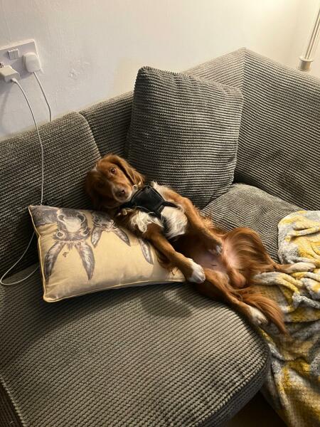 Adolescent Dog Survival...Sharing Tips & Tails