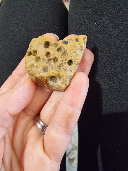 Is this a fossil?