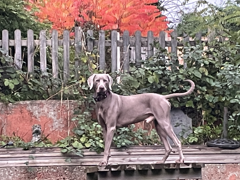 October’s dog of the month: Share your autumn dog photos & win £100 prize bundle!