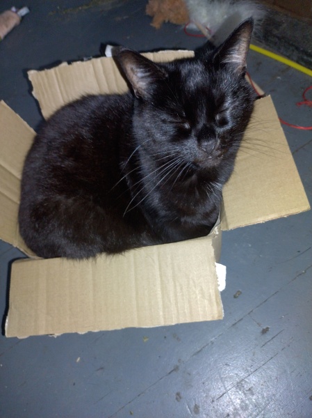 Flounders or Flouncers? The Excellent Cats continue their important debate