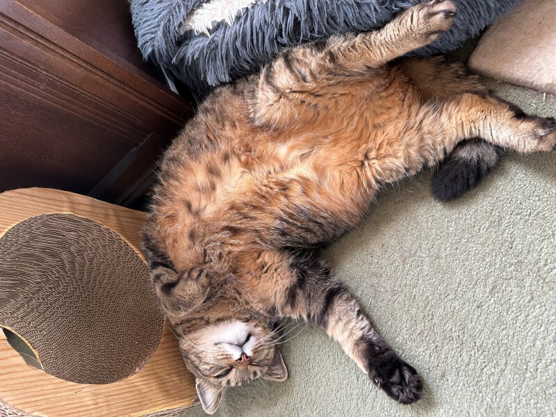 Flounders or Flouncers? The Excellent Cats continue their important debate