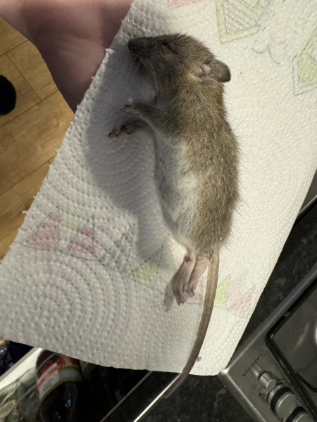 Flounders or Flouncers? The Excellent Cats continue their important debate