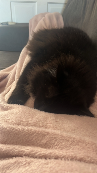 I want to go to bed but I'm cat trapped...