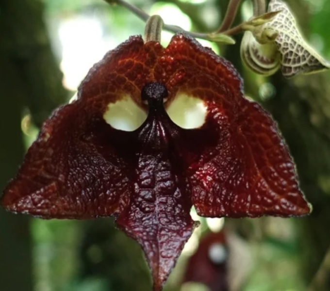 Bluestockings & Orange Wellies: Welcome to the Degu Station!