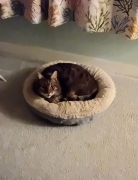 Flounders or Flouncers? The Excellent Cats continue their important debate