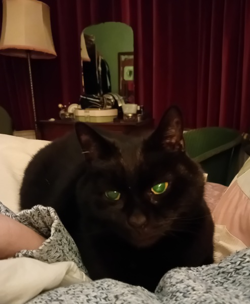 Black cat appreciation (pics please)