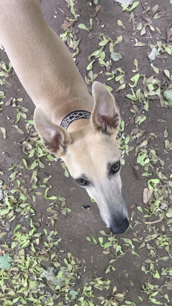 Adolescent Dog Survival...Sharing Tips & Tails