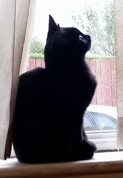 Board for owners of the most beautiful cats