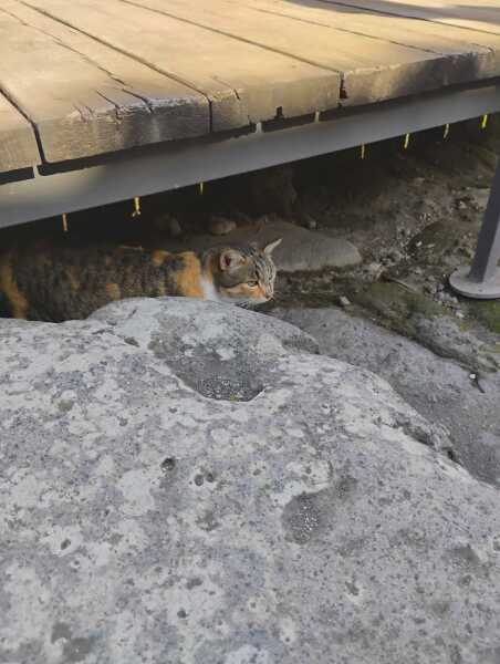 Thread 10 Starmer: First Female Chancellor delivers the Budget