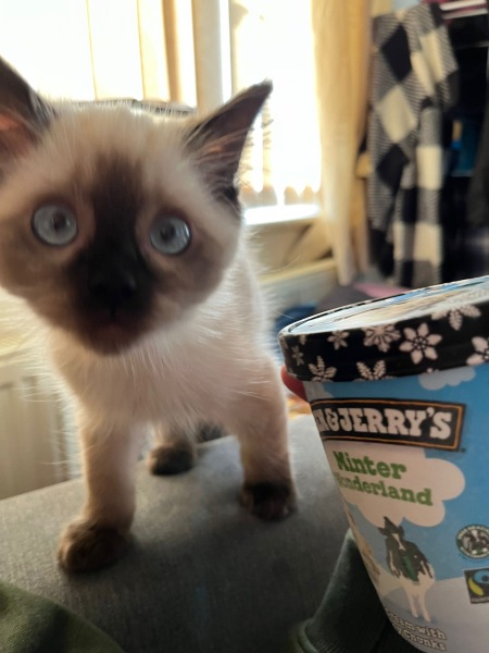 Board for owners of the most beautiful cats