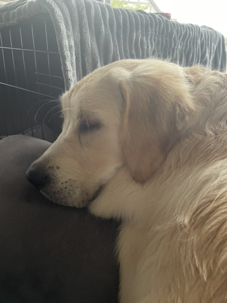 Puppy Survival Thread for New & Old Pups - Soon be Autumn 2024