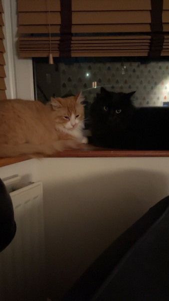 3 female kittens, now been told one is male