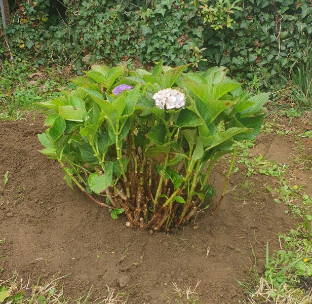 Hydrangeas!