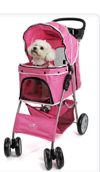 Dogs are everywhere?!