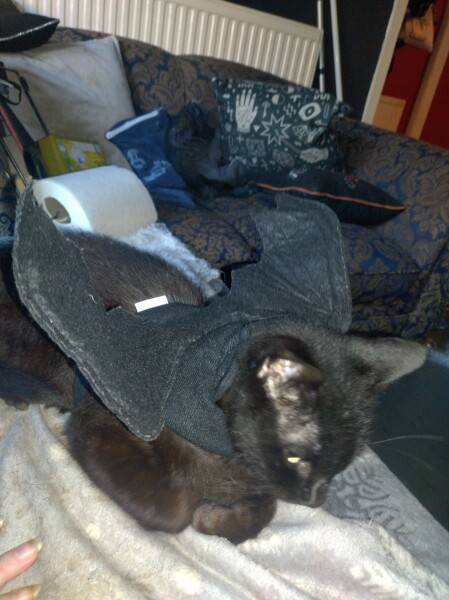 Flounders or Flouncers? The Excellent Cats continue their important debate