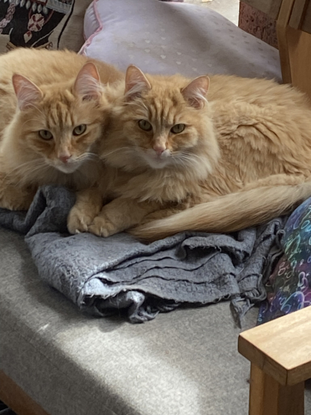 Board for owners of the most beautiful cats