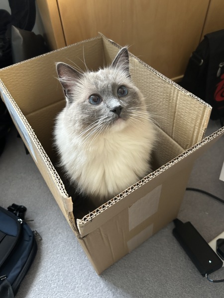 Board for owners of the most beautiful cats