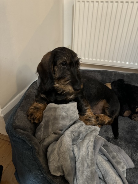 Puppy Survival Thread for New and Old Pups - here comes winter 2024