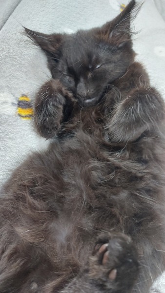Knots in cat coat