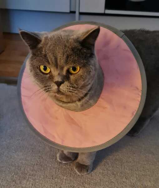 Flounders or Flouncers? The Excellent Cats continue their important debate