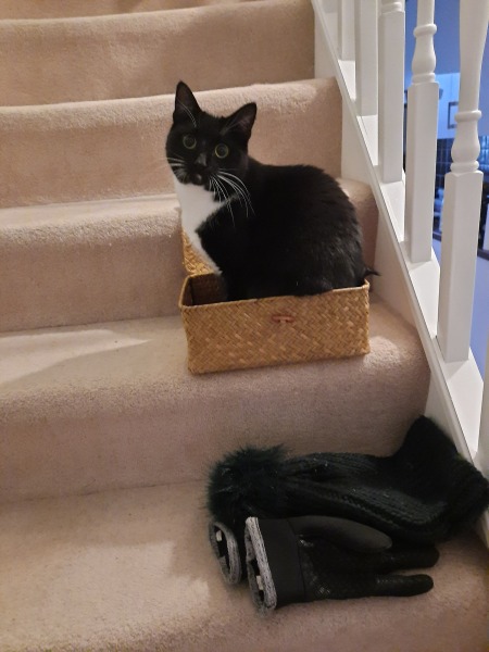 How often should cat poo?