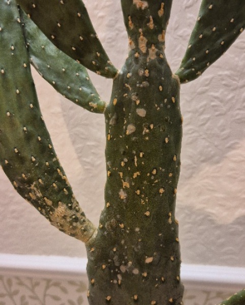 Oputunia - prickly pear cactus