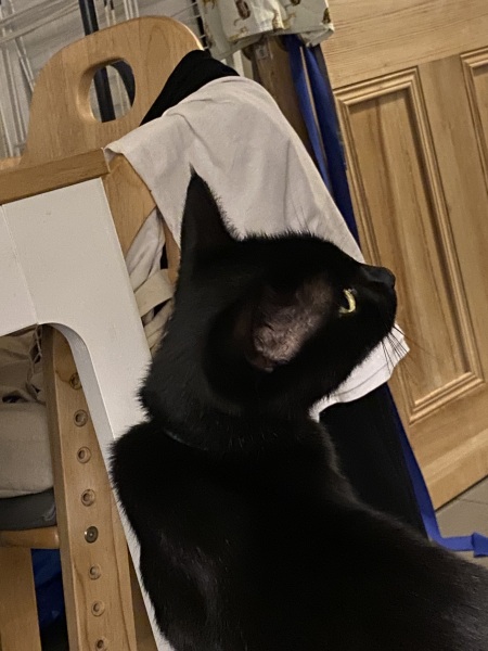 Flounders or Flouncers? The Excellent Cats continue their important debate