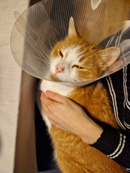 Flounders or Flouncers? The Excellent Cats continue their important debate