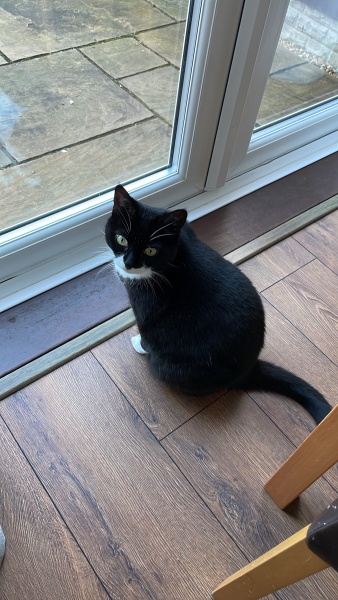 Are there any door mats the cat won't pee on?