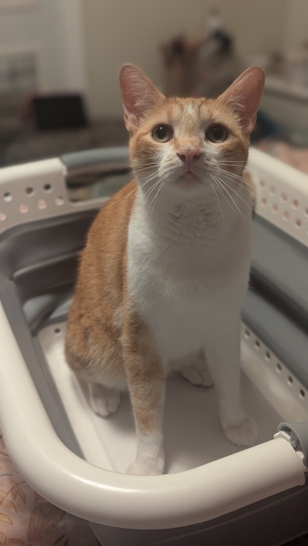 Board for owners of the most beautiful cats