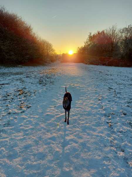 Whippet Puppy Advice?