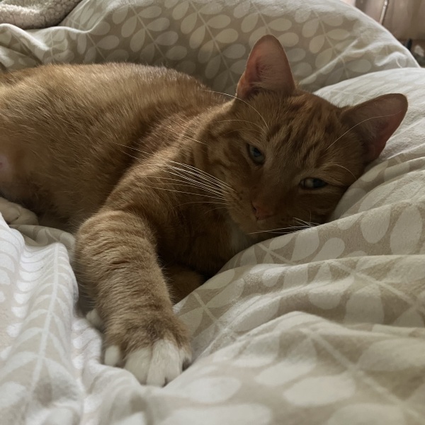 How often should cat poo?