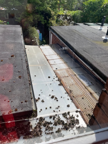Bully neighbour cat problem