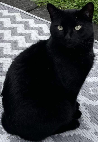 Board for owners of the most beautiful cats