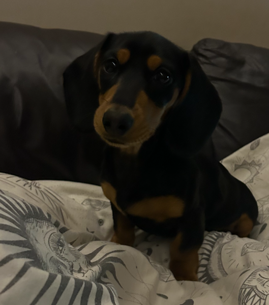 Puppy Survival Thread for New and Old Pups - here comes winter 2024