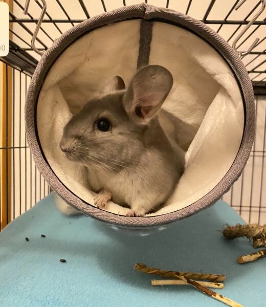 Help! We need names for our two new chins