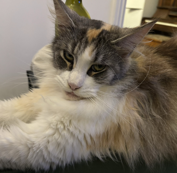 What is your cats personality like?