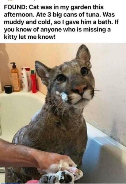 To think you don't just take random cats home?