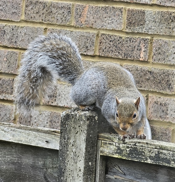 Flounders or Flouncers? The Excellent Cats continue their important debate