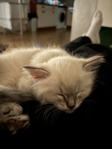 What would you name my daughter's new kitten (with pics!)?