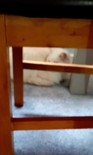 Flounders or Flouncers? The Excellent Cats continue their important debate