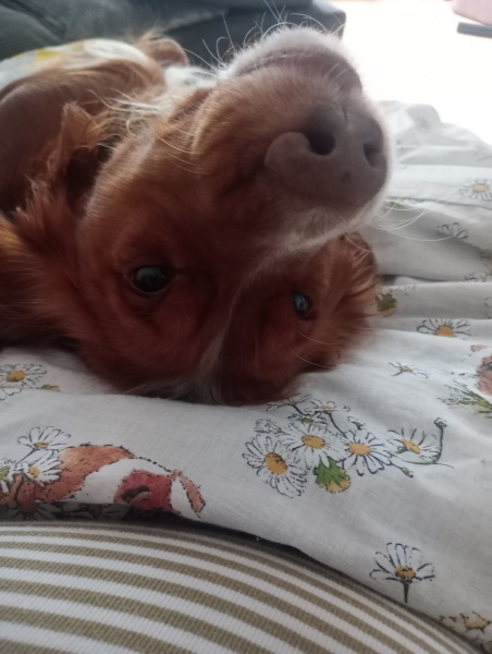 Adolescent Dog Survival...Sharing Tips & Tails