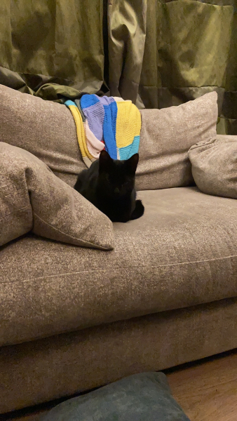 Black cat appreciation (pics please)