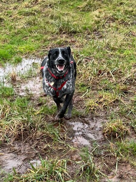 October’s dog of the month: Share your autumn dog photos & win £100 prize bundle!