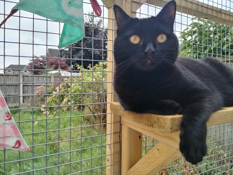 Black cat appreciation (pics please)
