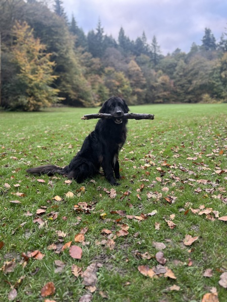October’s dog of the month: Share your autumn dog photos & win £100 prize bundle!