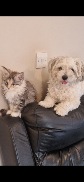 Maincoon kitten