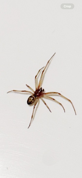Anybody know what spider this is?