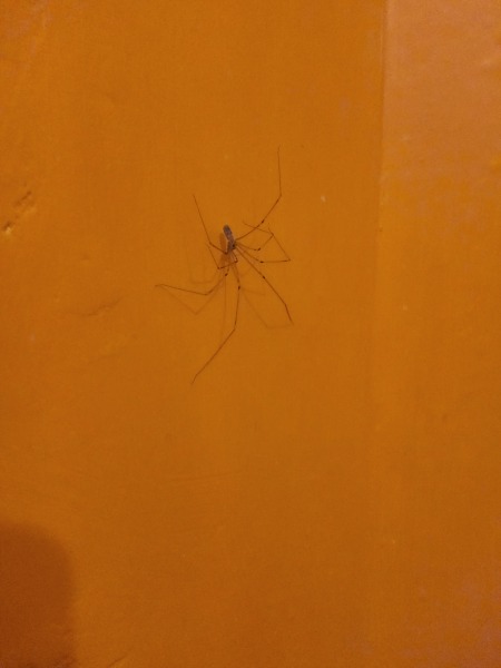 To burn my house down TRiGGER WARNING spiders