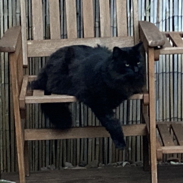 Trick or Cat Treat? The Excellent Cats do Halloween